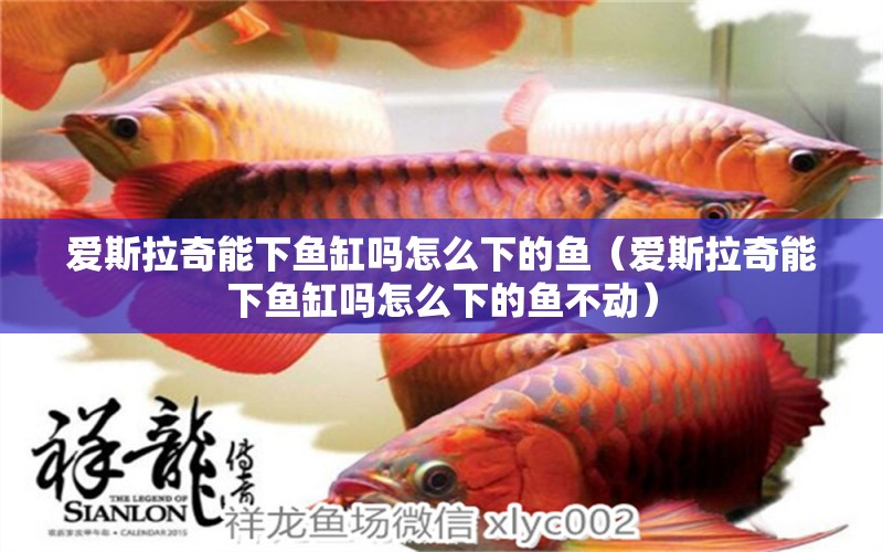 愛斯拉奇能下魚缸嗎怎么下的魚（愛斯拉奇能下魚缸嗎怎么下的魚不動） 龍魚疾病與治療