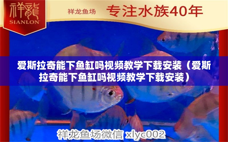 愛斯拉奇能下魚缸嗎視頻教學(xué)下載安裝（愛斯拉奇能下魚缸嗎視頻教學(xué)下載安裝）