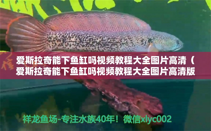 愛斯拉奇能下魚缸嗎視頻教程大全圖片高清（愛斯拉奇能下魚缸嗎視頻教程大全圖片高清版）