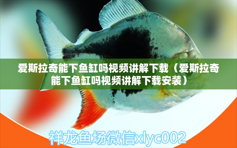 愛斯拉奇能下魚缸嗎視頻講解下載（愛斯拉奇能下魚缸嗎視頻講解下載安裝）