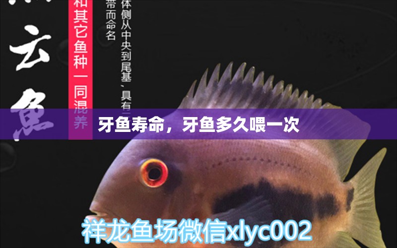 牙魚壽命，牙魚多久喂一次 豹紋夫魚苗