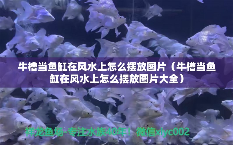 牛槽當(dāng)魚缸在風(fēng)水上怎么擺放圖片（牛槽當(dāng)魚缸在風(fēng)水上怎么擺放圖片大全） 魚缸風(fēng)水