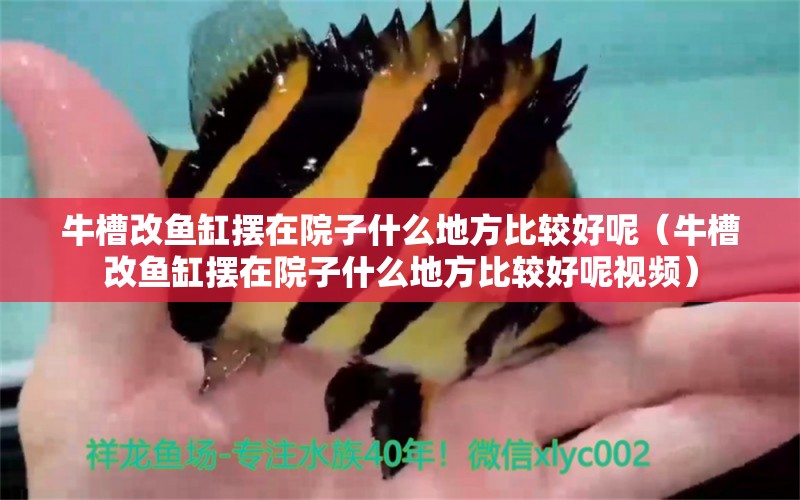 牛槽改魚缸擺在院子什么地方比較好呢（牛槽改魚缸擺在院子什么地方比較好呢視頻） 祥龍水族醫(yī)院