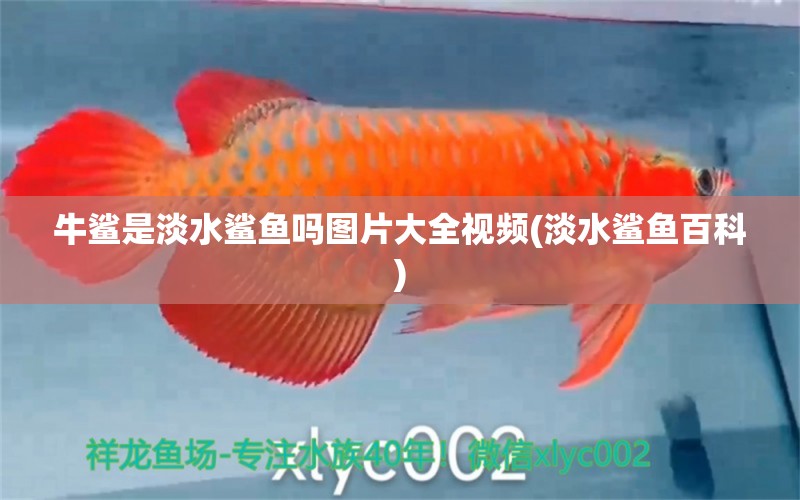 牛鯊是淡水鯊魚嗎圖片大全視頻(淡水鯊魚百科) 白條過(guò)背金龍魚