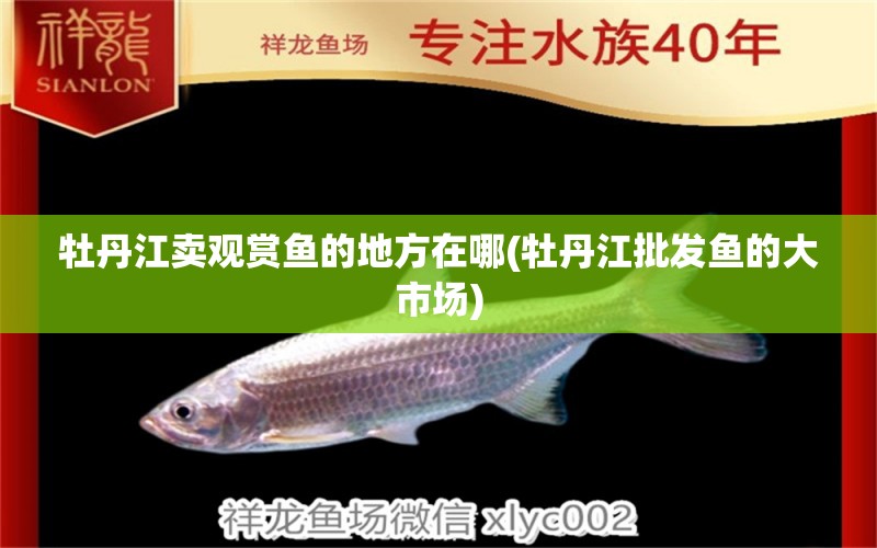 牡丹江賣觀賞魚的地方在哪(牡丹江批發(fā)魚的大市場) 白子銀龍魚苗