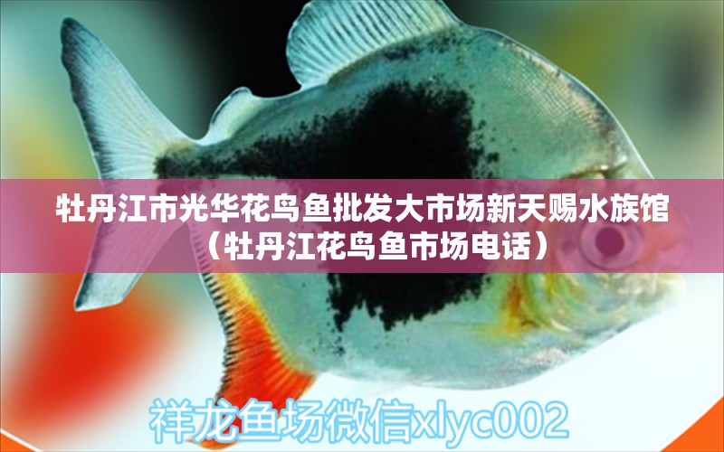 牡丹江市光華花鳥魚批發(fā)大市場新天賜水族館（牡丹江花鳥魚市場電話）