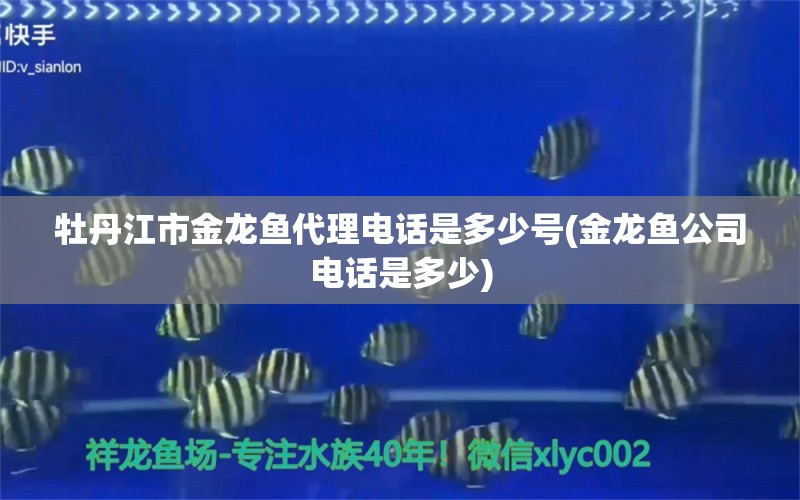 牡丹江市金龍魚代理電話是多少號(金龍魚公司電話是多少)