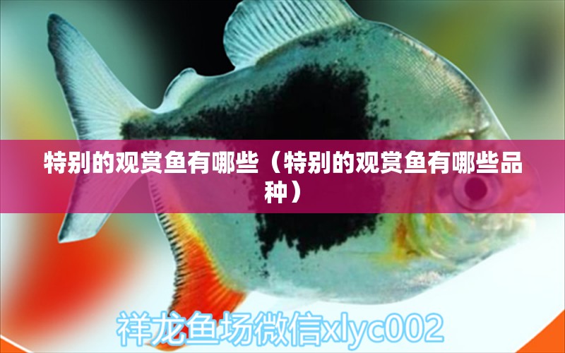 特別的觀賞魚有哪些（特別的觀賞魚有哪些品種）