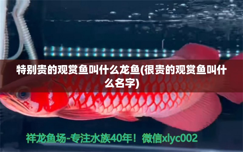 特別貴的觀賞魚(yú)叫什么龍魚(yú)(很貴的觀賞魚(yú)叫什么名字)