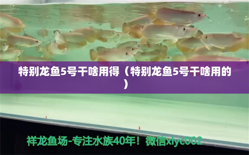 特別龍魚(yú)5號(hào)干啥用得（特別龍魚(yú)5號(hào)干啥用的） 黑水素