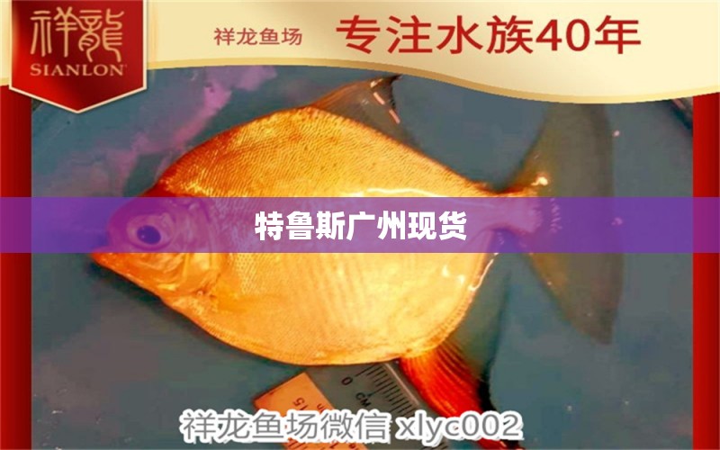 特魯斯廣州現(xiàn)貨 圣菲埃及魚