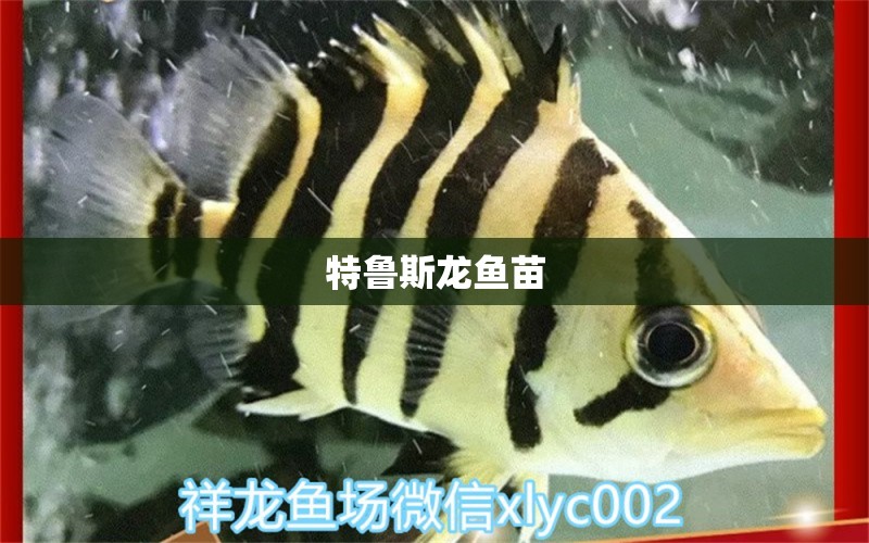 特魯斯龍魚苗