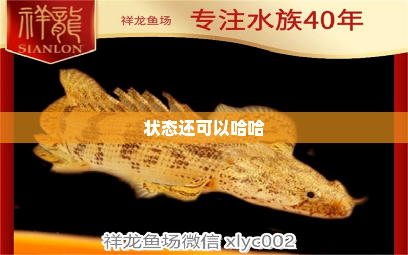 狀態(tài)還可以哈哈 祥龍龍魚魚糧