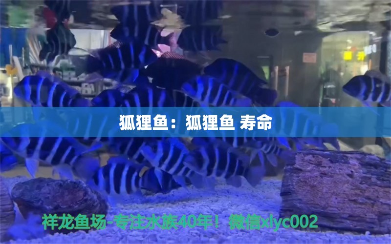 狐貍魚：狐貍魚 壽命 觀賞魚