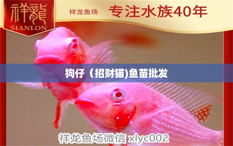 狗仔（招財貓)魚苗批發(fā)