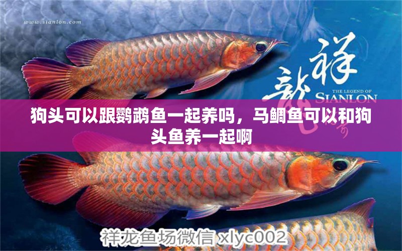 狗頭可以跟鸚鵡魚一起養(yǎng)嗎，馬鯛魚可以和狗頭魚養(yǎng)一起啊 鸚鵡魚 第2張