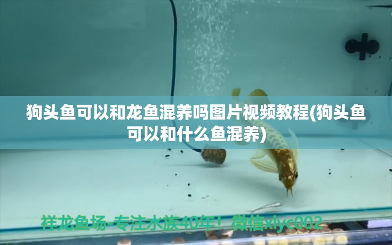 狗頭魚可以和龍魚混養(yǎng)嗎圖片視頻教程(狗頭魚可以和什么魚混養(yǎng)) 狗頭魚