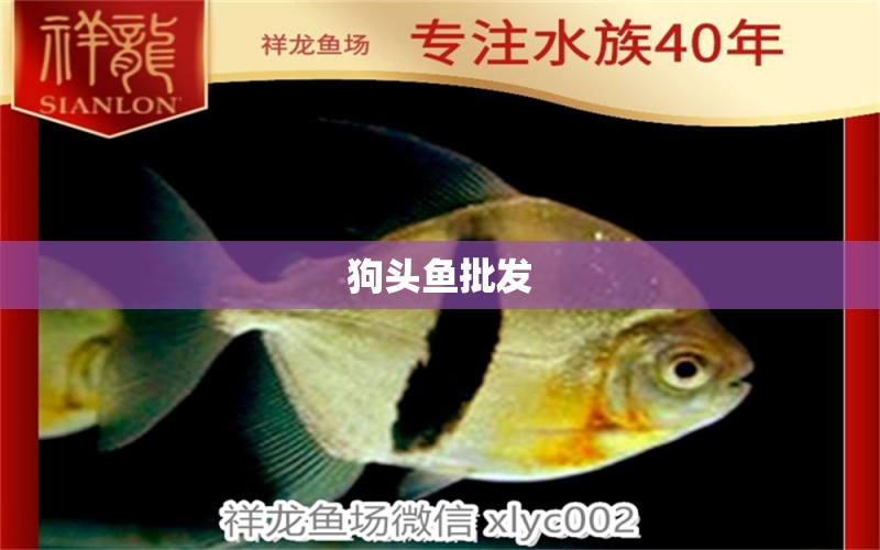 狗頭魚(yú)批發(fā)