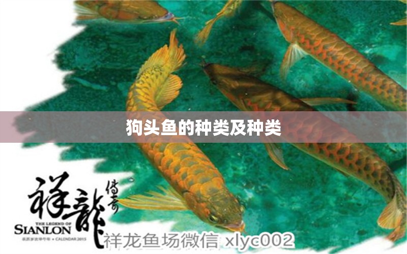 狗頭魚的種類及種類 狗頭魚 第1張