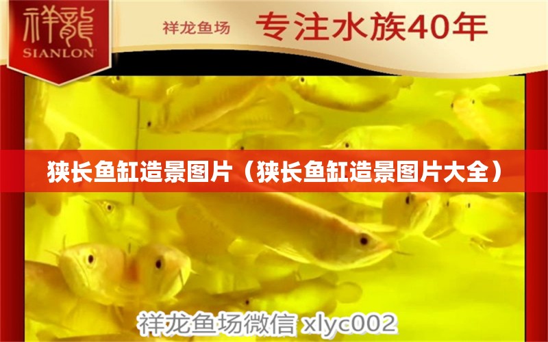 狹長魚缸造景圖片（狹長魚缸造景圖片大全） 祥龍魚場