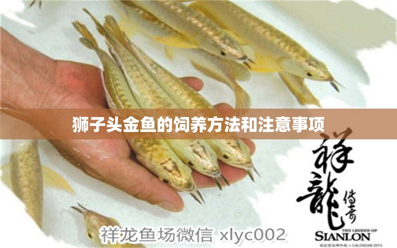 獅子頭金魚的飼養(yǎng)方法和注意事項(xiàng)