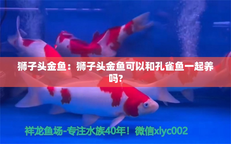 獅子頭金魚：獅子頭金魚可以和孔雀魚一起養(yǎng)嗎?