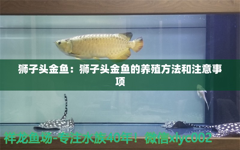 獅子頭金魚：獅子頭金魚的養(yǎng)殖方法和注意事項