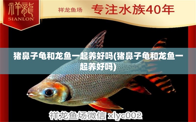 豬鼻子龜和龍魚一起養(yǎng)好嗎(豬鼻子龜和龍魚一起養(yǎng)好嗎) 烏龜