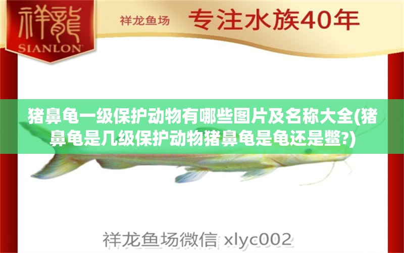 豬鼻龜一級保護動物有哪些圖片及名稱大全(豬鼻龜是幾級保護動物豬鼻龜是龜還是鱉?) 豬鼻龜百科 第1張