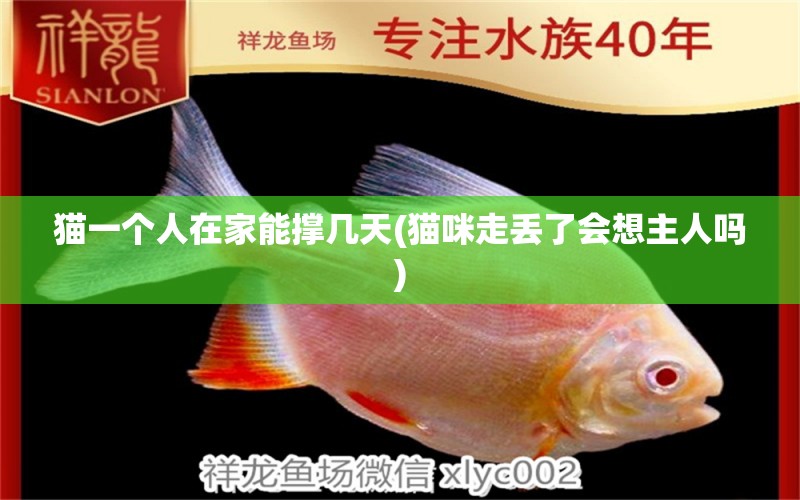 貓一個(gè)人在家能撐幾天(貓咪走丟了會(huì)想主人嗎) 觀賞魚