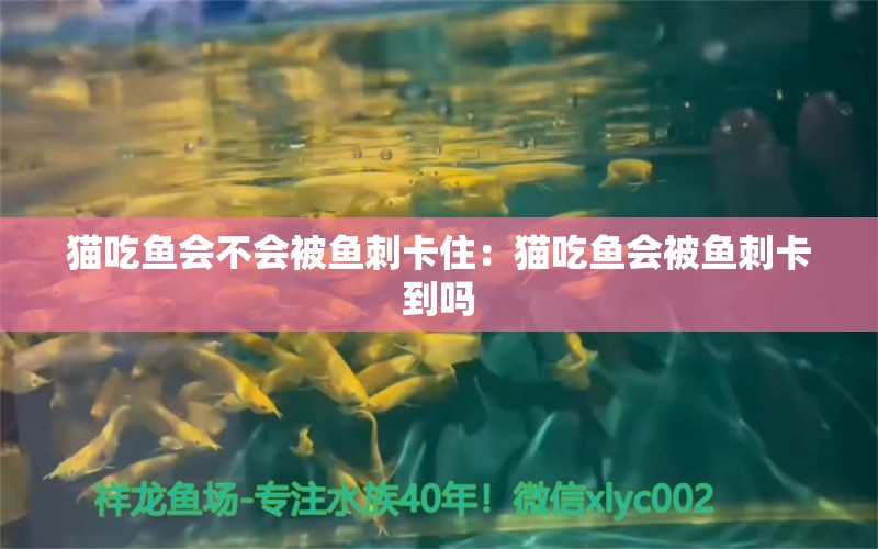 貓吃魚會不會被魚刺卡?。贺埑贼~會被魚刺卡到嗎 觀賞魚