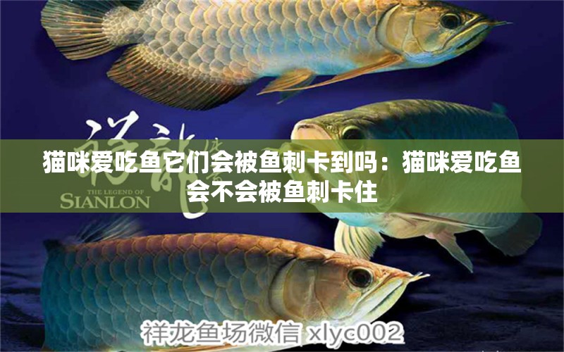 貓咪愛吃魚它們會被魚刺卡到嗎：貓咪愛吃魚會不會被魚刺卡住 養(yǎng)魚知識