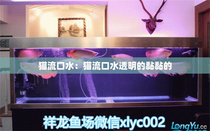 貓流口水：貓流口水透明的黏黏的 貓貓 第1張