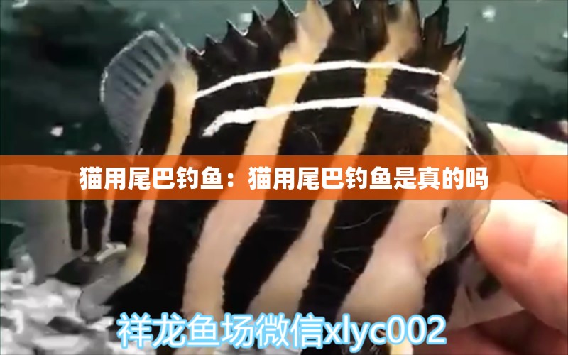 貓用尾巴釣魚(yú)：貓用尾巴釣魚(yú)是真的嗎