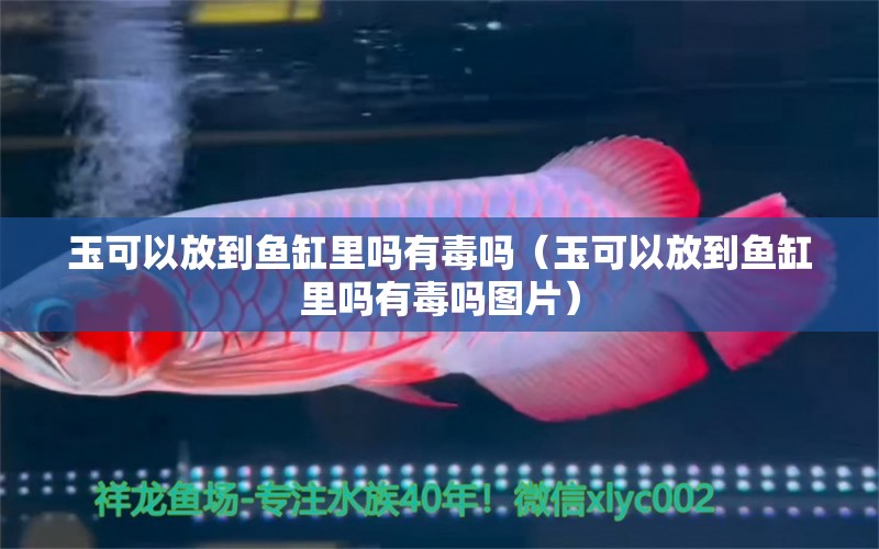 玉可以放到魚缸里嗎有毒嗎（玉可以放到魚缸里嗎有毒嗎圖片）