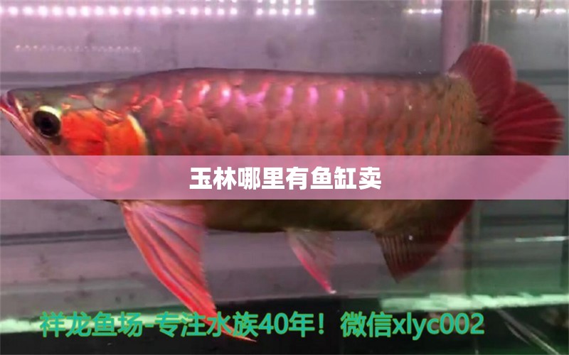 玉林哪里有魚缸賣 其他品牌魚缸