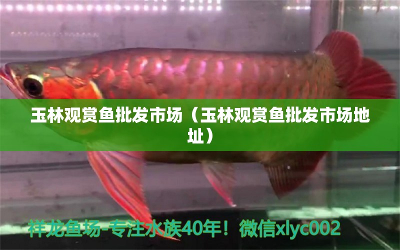 玉林觀賞魚批發(fā)市場（玉林觀賞魚批發(fā)市場地址） 觀賞魚批發(fā)