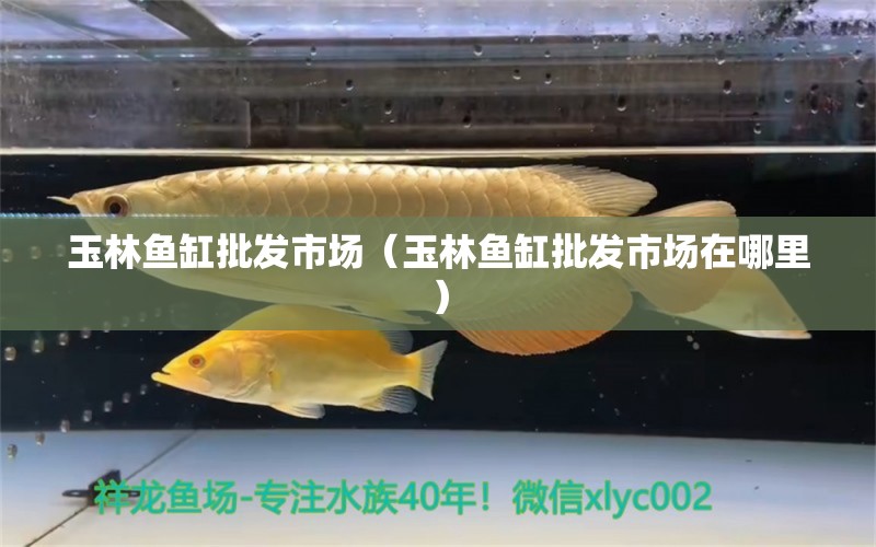 玉林魚缸批發(fā)市場(chǎng)（玉林魚缸批發(fā)市場(chǎng)在哪里） 觀賞魚水族批發(fā)市場(chǎng)