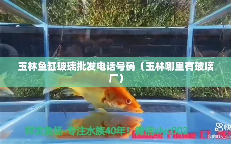 玉林魚缸玻璃批發(fā)電話號碼（玉林哪里有玻璃廠） 食人魚（水虎）