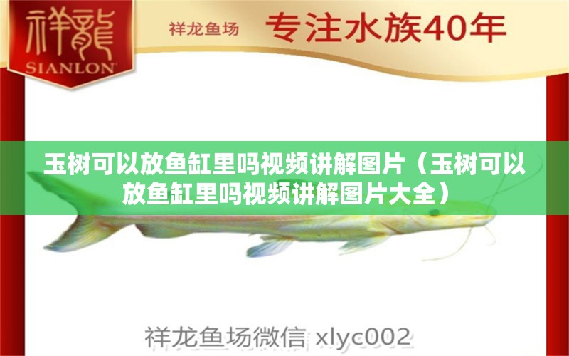 玉樹可以放魚缸里嗎視頻講解圖片（玉樹可以放魚缸里嗎視頻講解圖片大全）