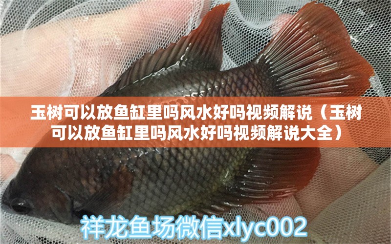 玉樹(shù)可以放魚(yú)缸里嗎風(fēng)水好嗎視頻解說(shuō)（玉樹(shù)可以放魚(yú)缸里嗎風(fēng)水好嗎視頻解說(shuō)大全） 魚(yú)缸風(fēng)水