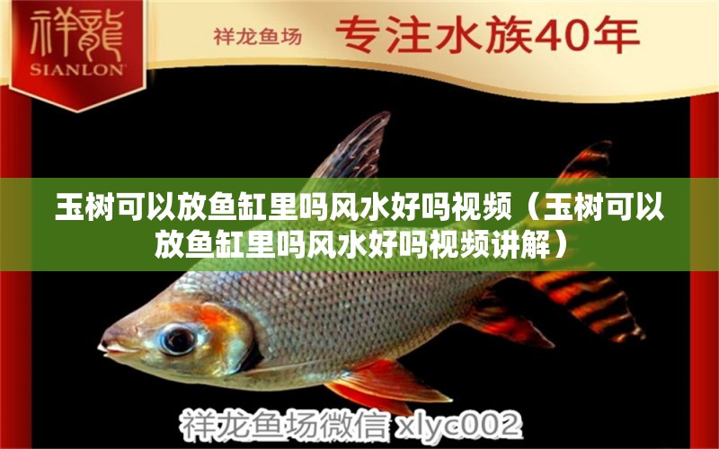 玉樹可以放魚缸里嗎風水好嗎視頻（玉樹可以放魚缸里嗎風水好嗎視頻講解） 魚缸風水