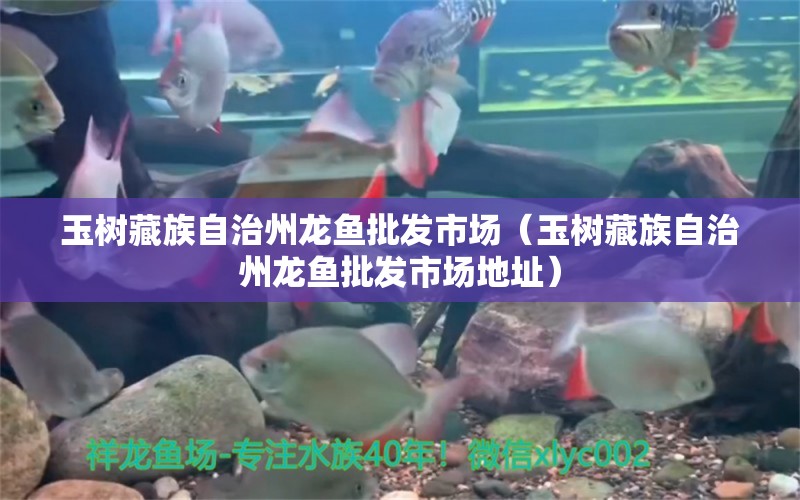 玉樹藏族自治州龍魚批發(fā)市場（玉樹藏族自治州龍魚批發(fā)市場地址）