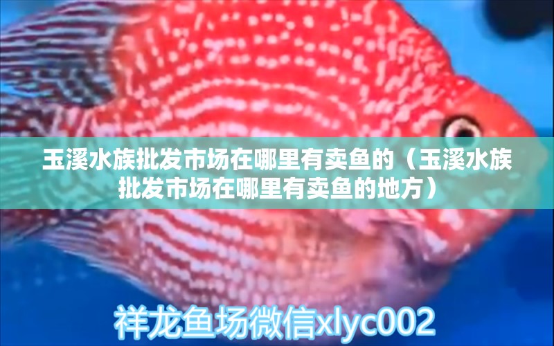 玉溪水族批發(fā)市場在哪里有賣魚的（玉溪水族批發(fā)市場在哪里有賣魚的地方） 觀賞魚水族批發(fā)市場