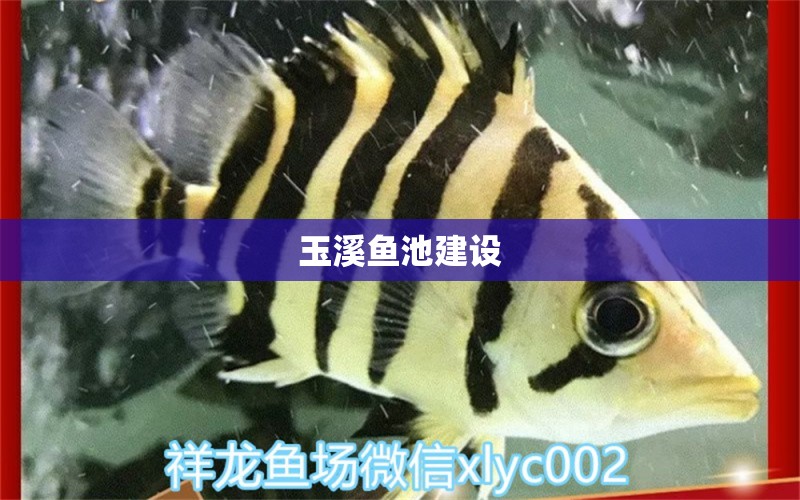 玉溪魚池建設(shè) 錦鯉池魚池建設(shè)