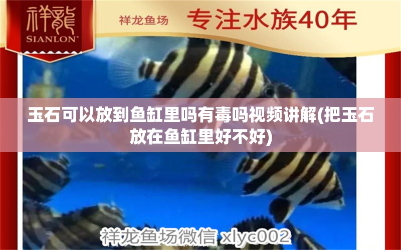 玉石可以放到魚缸里嗎有毒嗎視頻講解(把玉石放在魚缸里好不好) 星點金龍魚 第2張