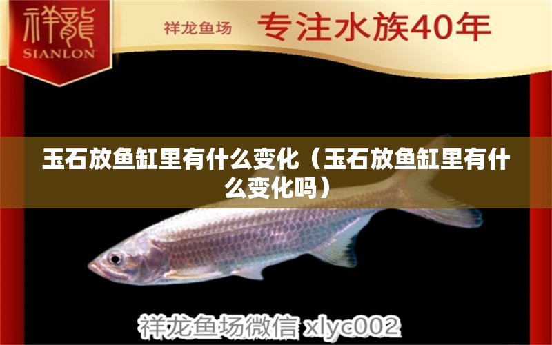 玉石放魚缸里有什么變化（玉石放魚缸里有什么變化嗎） 魟魚相關(guān)