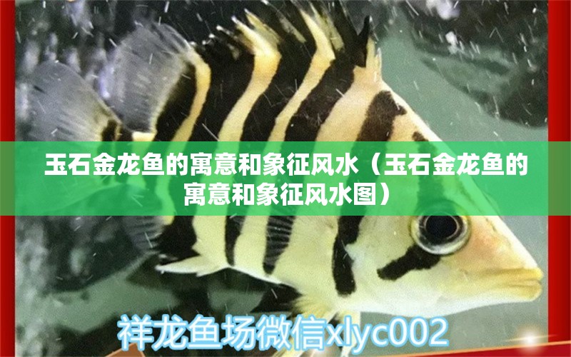 玉石金龍魚的寓意和象征風(fēng)水（玉石金龍魚的寓意和象征風(fēng)水圖） 新加坡號(hào)半紅龍魚（練手級(jí)紅龍魚）