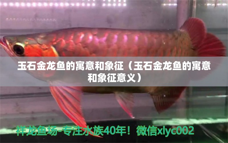 玉石金龍魚的寓意和象征（玉石金龍魚的寓意和象征意義）