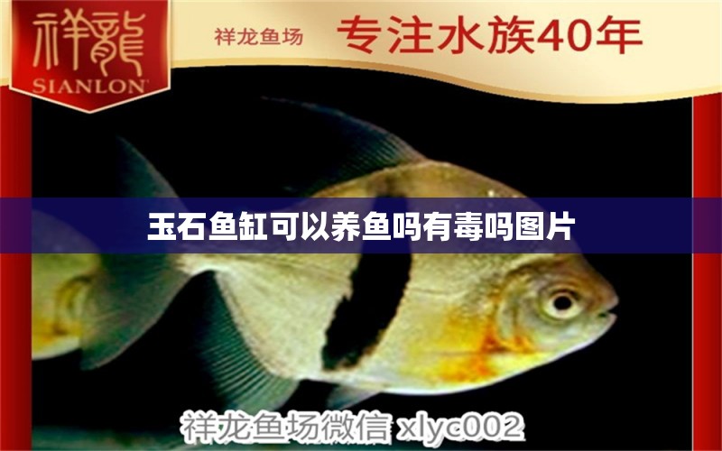 玉石魚缸可以養(yǎng)魚嗎有毒嗎圖片